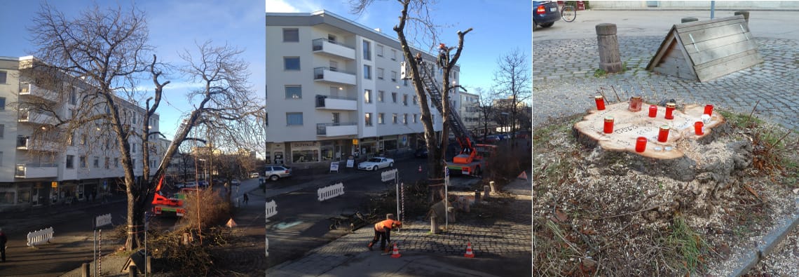 Kastanie am Tengelmannparkplatz